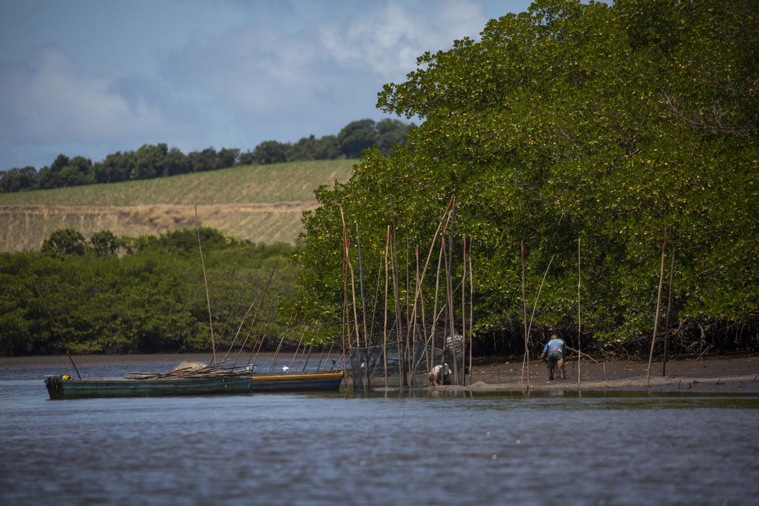 Imagens dos trabalhos de monitoramento de Beatrice Padovani e sua equipe mangue na região do Rio Formoso, em Tamandaré, PE